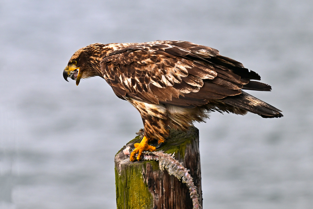 Bald Eagle Bald Eagle